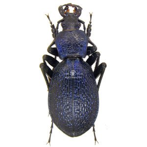 CARABUS CAELATUS SCHREIBERI